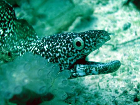 Scuba Pelicano,Isla Margarita,Juan Griego / Venezuela,Venezuela