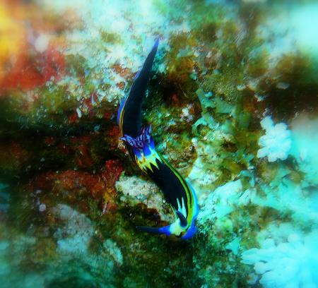 Beachsafari Diving Camp Marsa Alam,Marsa Alam und südlich,Ägypten