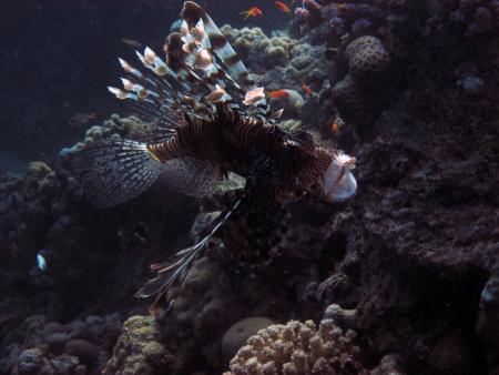 Sinai Divers,Naama Bay,Sharm el Sheikh,Sinai-Süd bis Nabq,Ägypten