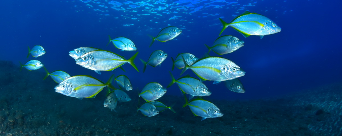 Winners Of Photo Competition Are Announced Diveinside News