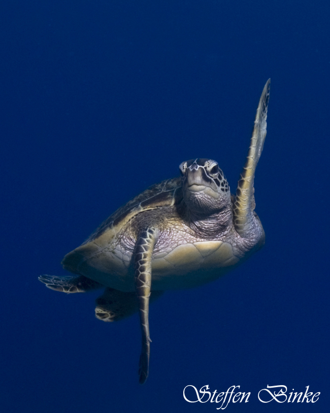 Great Barrier Reef / Coral Sea, Great Barrier Reef / Coral Sea,Australien,Ninja Turtle,schildkröte