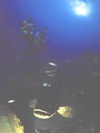 Lucky Fish Diving Akumal,Mexiko