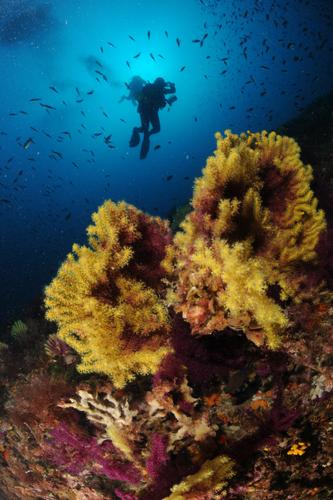 Tremiti Diving Center; Apulien/Gargano/Tremiti Inseln,Italien