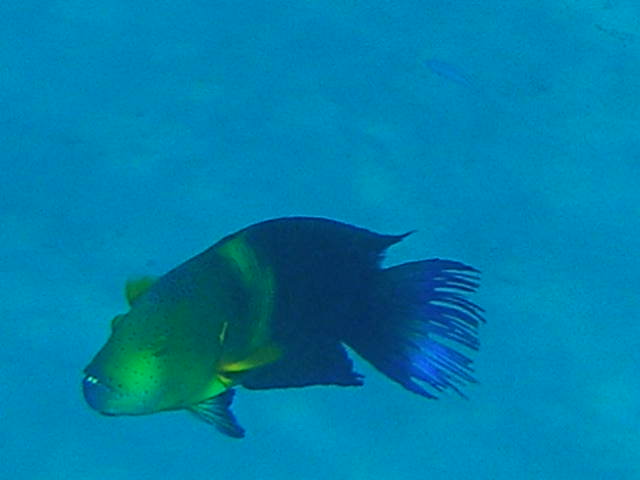 Brayka Bay, Brayka Bay,Ägypten