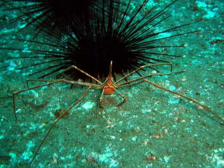 Tubarao Diving,Funchal,Madeira,Portugal