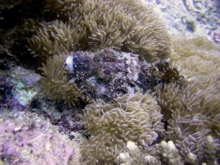 Oman Dive Center (Extra Divers),Muscat,Oman