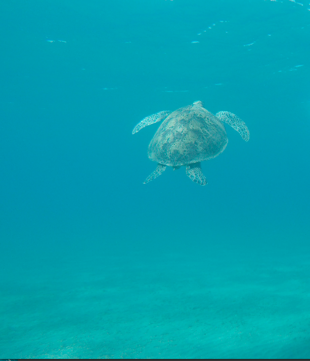 Schildkröte, Schildkröte, Turtle, Blue Ocean Diving Center PADI, SSI, CMAS und IAC, Ägypten, Marsa Alam und südlich