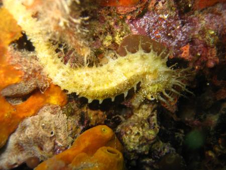 Scuba Valdaliso,Rovinj,Kroatien