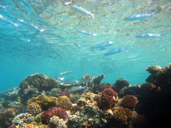 Brayka Bay House Reef, Brayka Bay,Ägypten