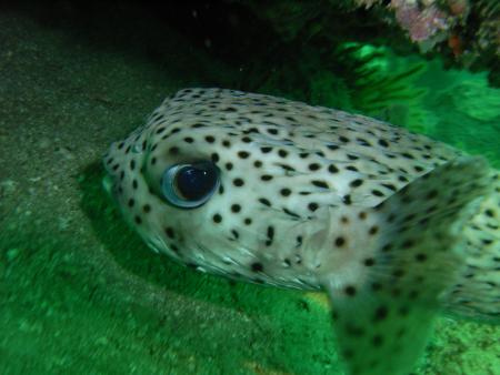 Oman Dive Center (Extra Divers),Muscat,Oman