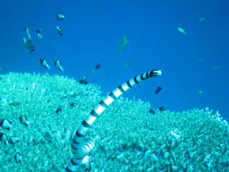 Sub Aqua Dive Center,Khao Lak,Andamanensee,Thailand