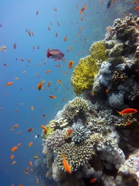 Sinai Divers,Naama Bay,Sharm el Sheikh,Sinai-Süd bis Nabq,Ägypten