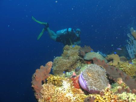 Prince John Dive Resort,Marantale/Parigi,Indonesien