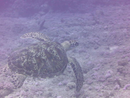 Nautilus Diving Centre,Pereybere,Mauritius
