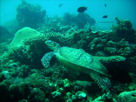 White Sand Divers,Amed und Tulamben,Bali,Indonesien