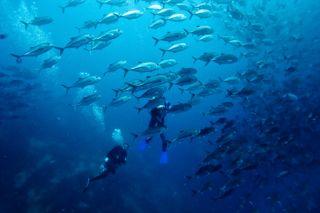 Blue Planet Diving Center,Alona Beach,Panglao,Bohol,Philippinen
