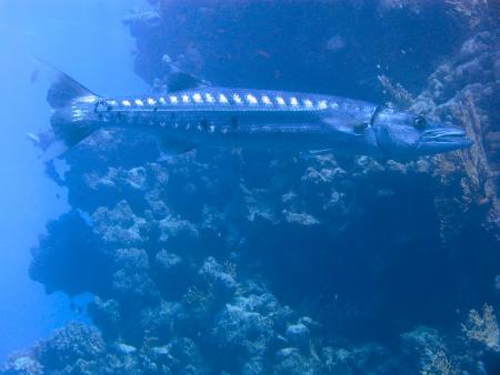 Shams Alam - Wadi Gimal Diving Center,Marsa Alam,Marsa Alam und südlich,Ägypten