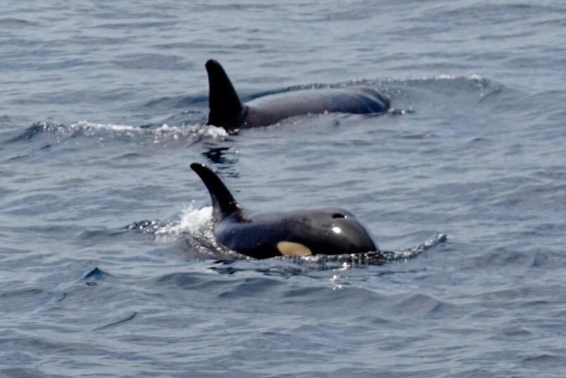 Orcas !! :D, Lumbalumba Diving Resort, Manado, Sulawesi, Indonesien, Sulawesi