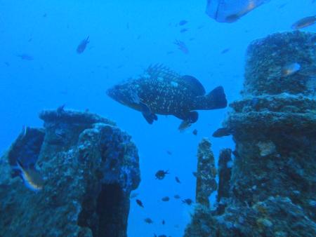 S/C Sea Anemone,Clownfish Diving,Frankreich