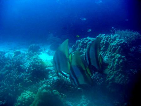 Blue Planet Diving Center,Alona Beach,Panglao,Bohol,Philippinen