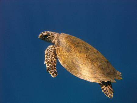 Extra Divers,Marsa Alam,Coraya Beach,Marsa Alam und südlich,Ägypten