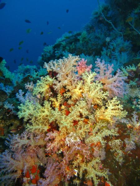 M/V Dolphin Queen,Similan Diving Safaris,Khao Lak,Thailand