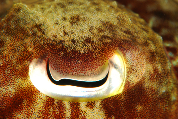 Lembeh strait, Lembeh Strait,Nord Sulawesi,Indonesien