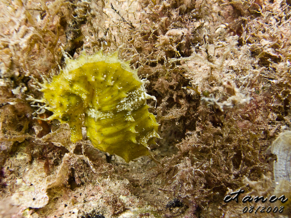 Hausbucht Scuba Valdaliso, Rovinj, Rovinj,Kroatien