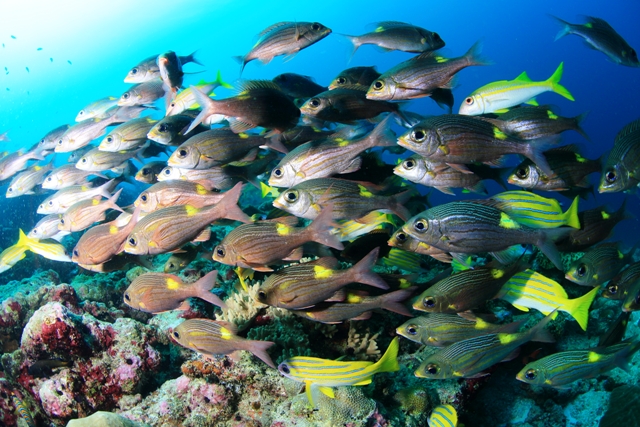 Rangali Outside, Ari Atoll - Rangali Outside, Malediven