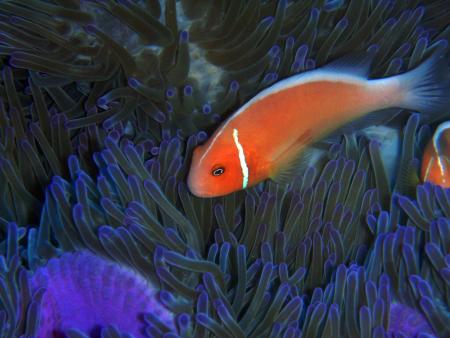 Yap Divers,Manta Ray Bay Hotel,Yap,Mikronesien