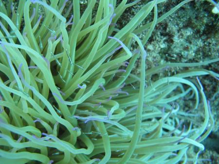 Blue Dive Stara Baska,Krk,Kroatien