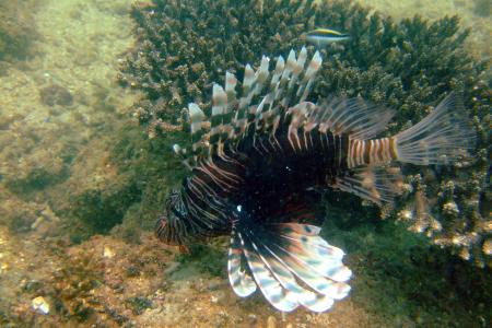Ningaloo Reef Dreamers,Exmouth,Australien