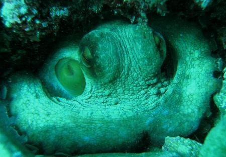 Dive & Fun,Cala D´Or,Mallorca,Balearen,Spanien