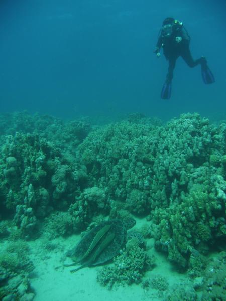 diving.DE el Flamenco,El Quseir bis Port Ghalib,Ägypten