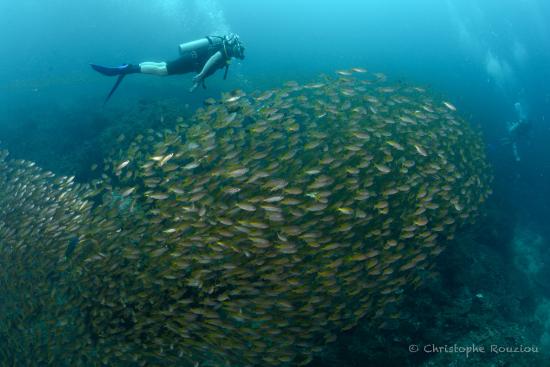 Unterwasserwelt, tauchen in Thailand, PalmBeach Divers, Thailand, Andamanensee
