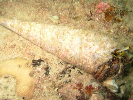 Calypso Diving,Koh Samui,Golf von Thailand,Thailand