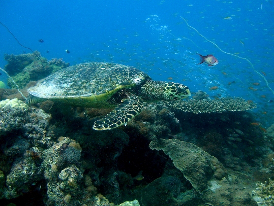 Geheimnis Maziwe -  Tolle Korallenriffe und Schildkröten, Maziwe Island - Nationalpark,Tansania
