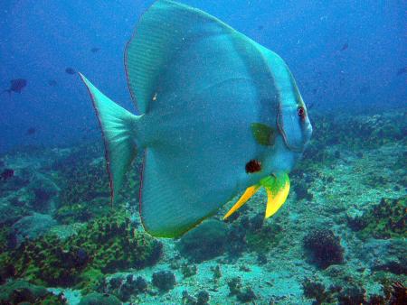 Extra Divers Al Sawadi,Oman