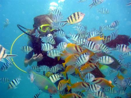 Calypso Diving,Koh Samui,Golf von Thailand,Thailand