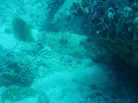 Calypso Diving,Koh Samui,Golf von Thailand,Thailand
