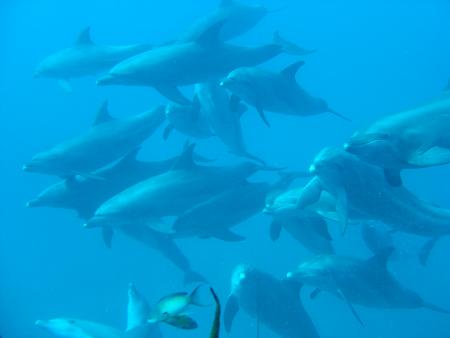 Umbaraks Shark Bay Diving Club,Sharm el Sheikh,Sinai-Süd bis Nabq,Ägypten