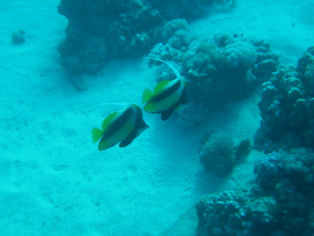 diving.DE el Flamenco,El Quseir bis Port Ghalib,Ägypten