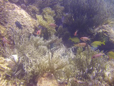 Scuba Pelicano,Isla Margarita,Juan Griego / Venezuela,Venezuela