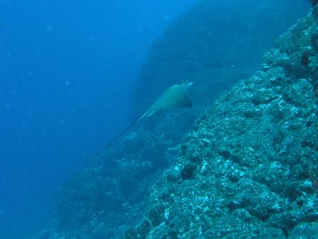 Northdiving,Arrieta,Lanzarote (alt - bis 2006),Kanarische Inseln,Spanien