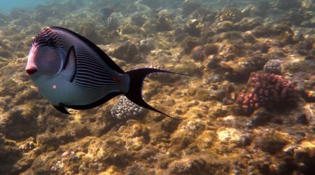 Sinai Divers,Naama Bay,Sharm el Sheikh,Sinai-Süd bis Nabq,Ägypten