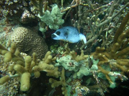 Scuba Libre (Gani Bali),Bali,Indonesien