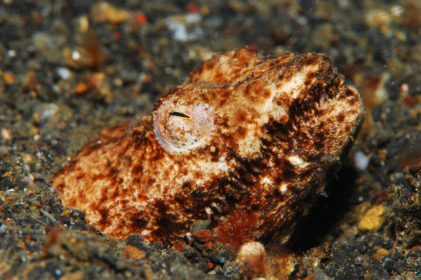 Lembeh strait, Lembeh Strait,Nord Sulawesi,Indonesien