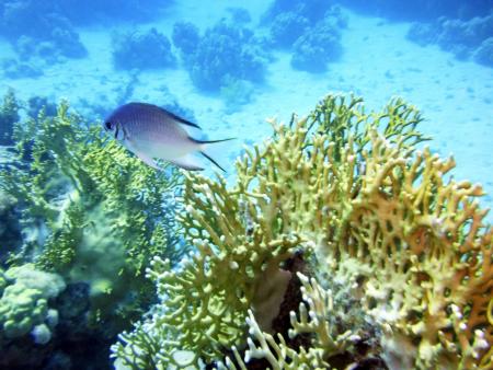 Sataya Dolphin Reef,Ägypten