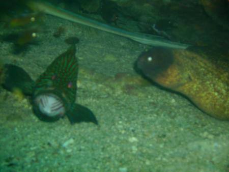 Calypso Diving,Koh Samui,Golf von Thailand,Thailand