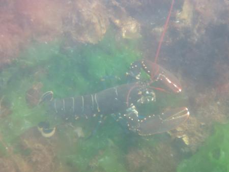 Scharendijke,Grevelinger Meer,Niederlande